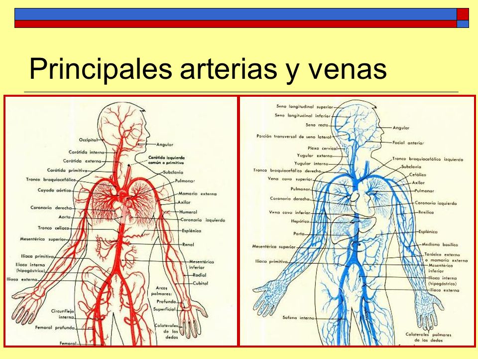 El venas principales humano en cuerpo